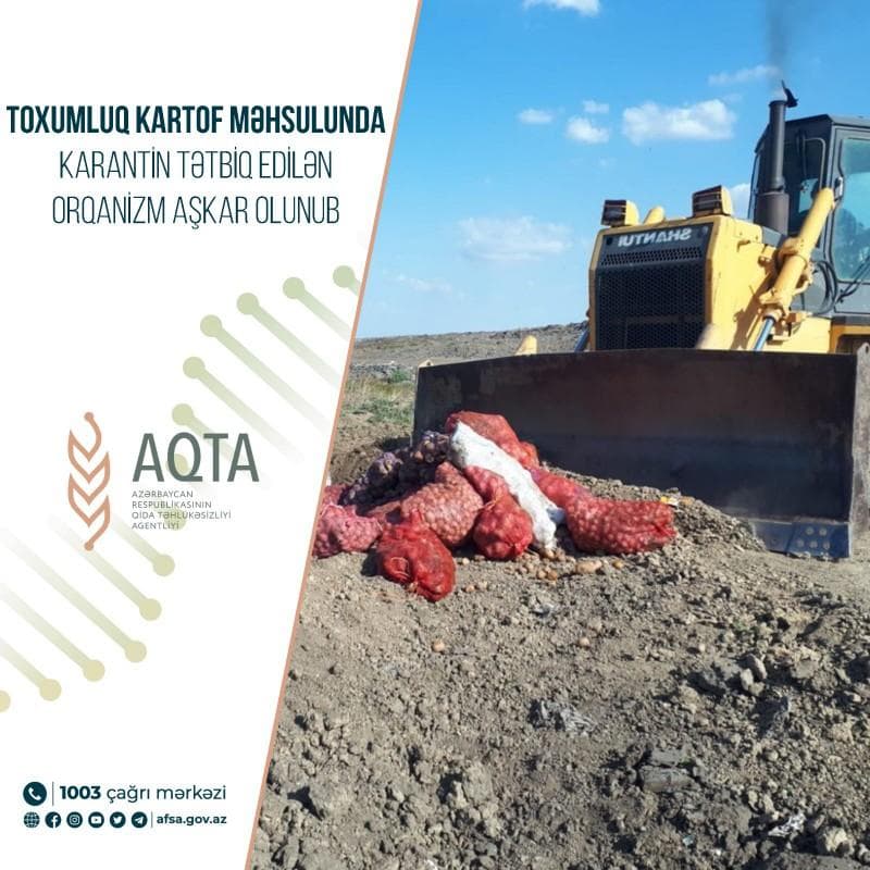 Toxumluq kartof məhsulunda karantin tətbiq edilən orqanizm aşkarlanıb