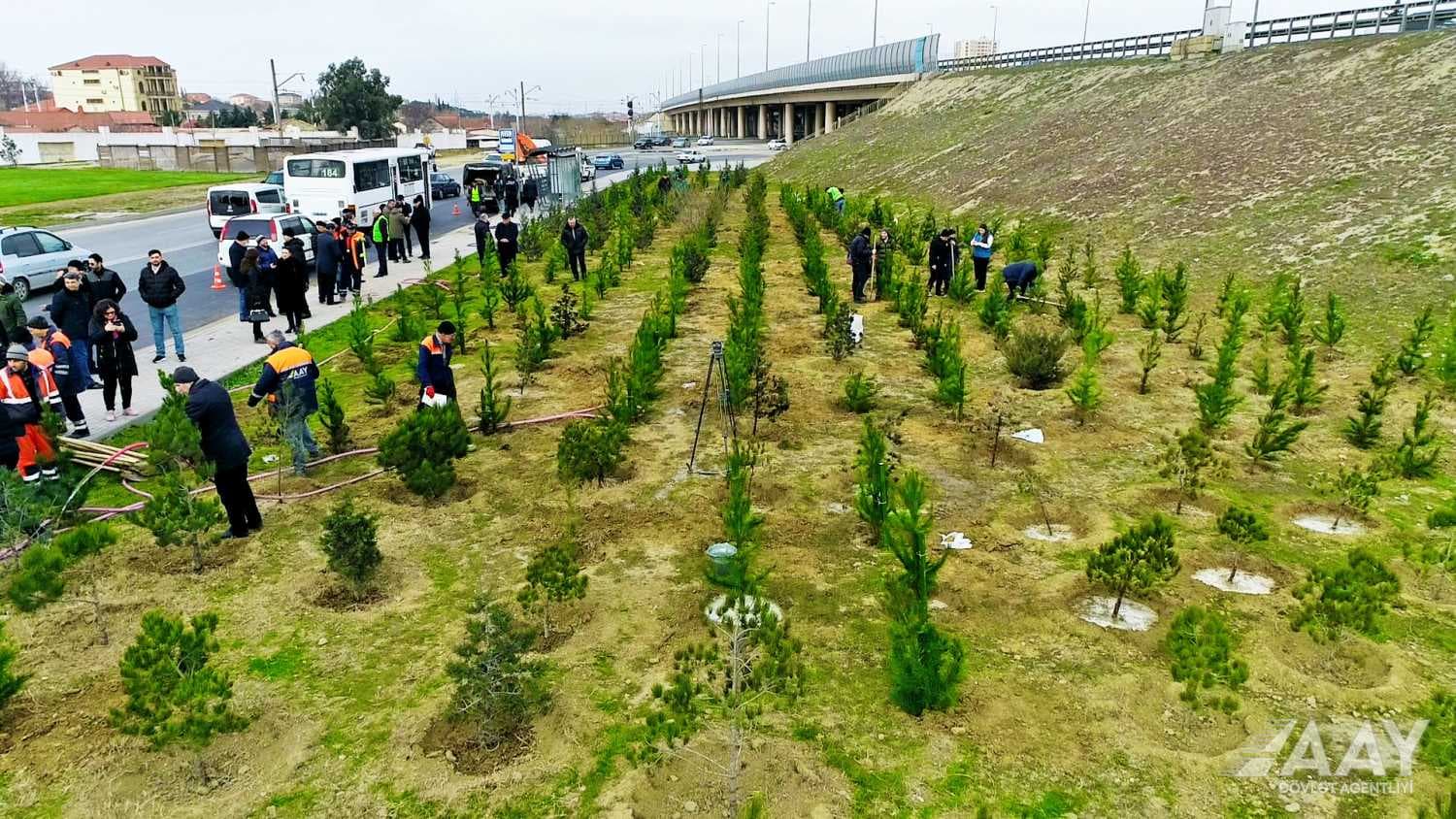 “Heydər Əliyev İli” çərçivəsində ağacəkmə aksiyası keçirilib - VİDEO-FOTO