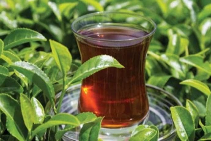 Azərbaycan 125 ton çay ixrac edib