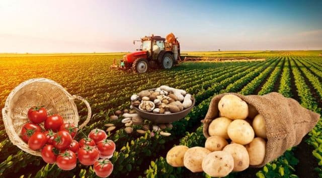 Kənd təsərrüfatı məhsullarının istehsal həcmi 3,3 % artıb