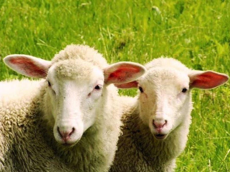 Azərbaycanda iribuynuzlu və xırdabuynuzlu heyvanların sayı azalmaqda davam edir