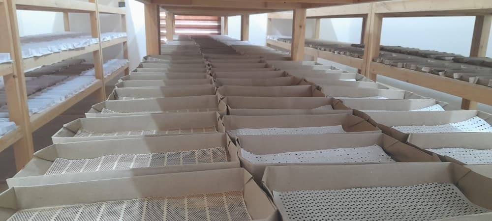Zaqatalada yaş barama istehsalının 31 tona çatdırılması hədəflənir