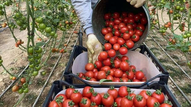 Türkiyədən Rusiyaya pomidor ixracı üzrə kvota 500 min tona qədər artırılır