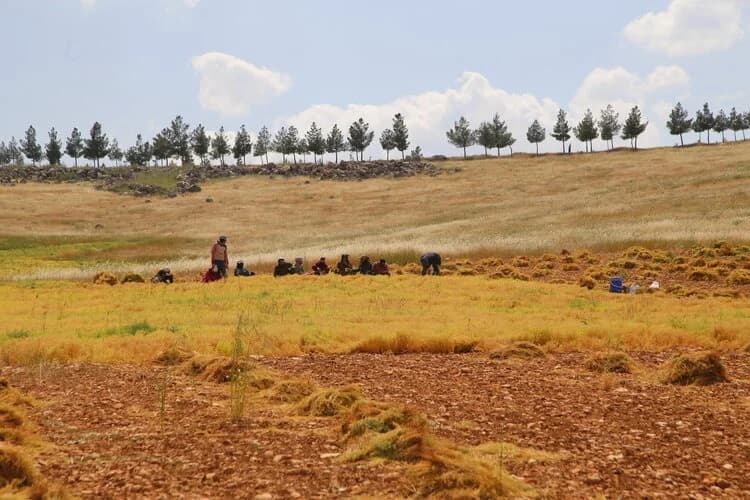 Şanlıurfada qırmızı mərcimək istehsalında yüksək məhsul gözlənilir