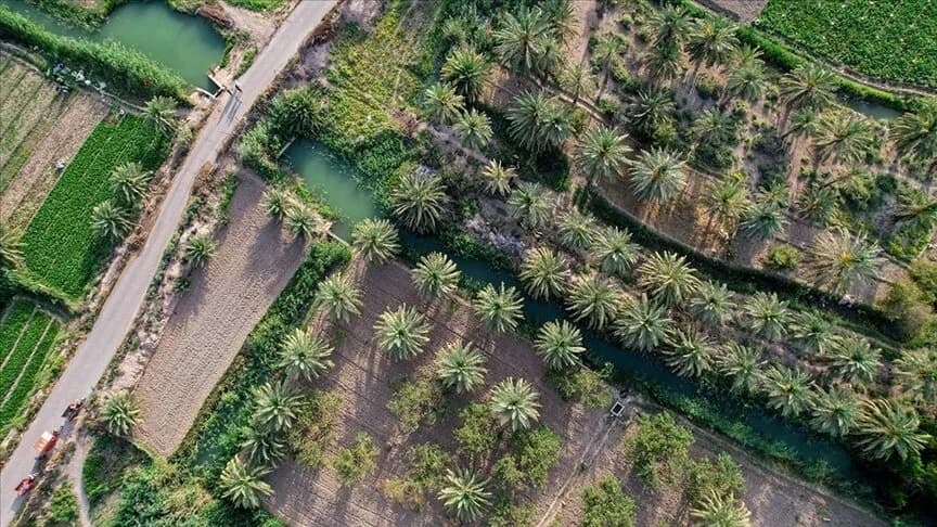 Xurma İraqda növbəti gəlir mənbəyi olmaq potensialına malikdir