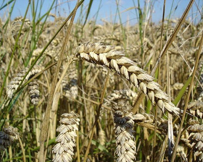 Dənli bitki toxumlarının emalı zavodları mövsümə hazır vəziyyətə gətirilib