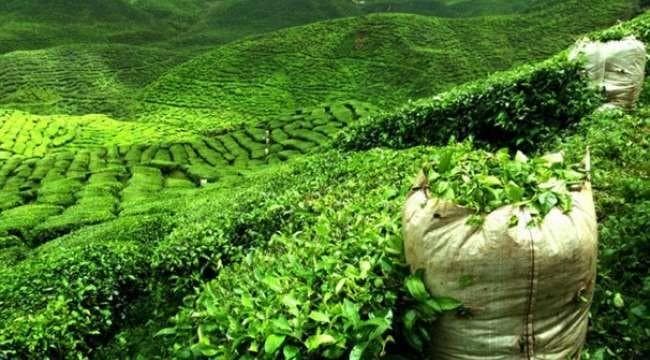 Azərbaycan çay ixracından 2 milyon dollar gəlir əldə edib