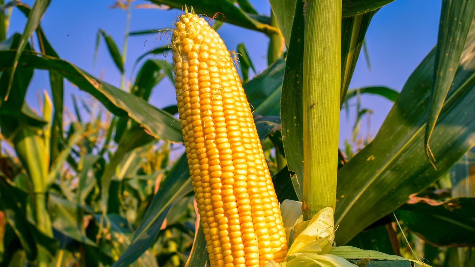 Bu il Azərbaycan 56 min 333 ton qarğıdalı idxal edib