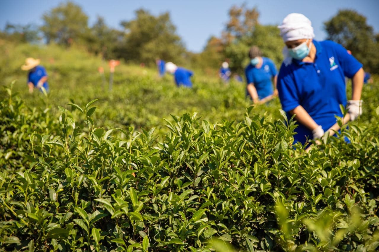Azərbaycanda çay istehsalı 36% artıb