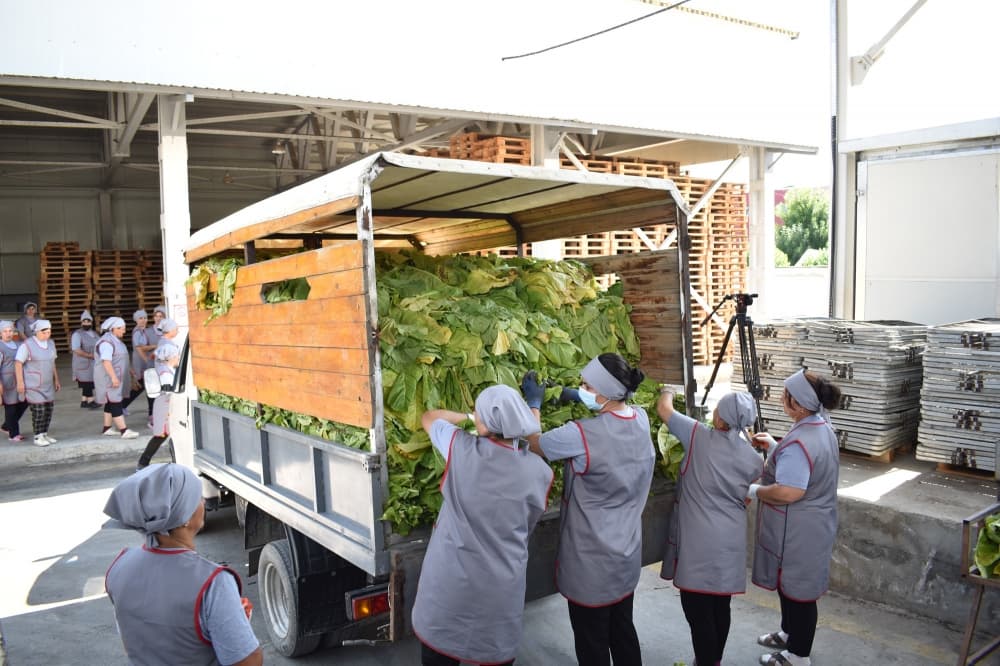 “Azərtütün” ASC-nin emal məntəqələri bu günədək istehsalçılardan 2268 ton yaşıl tütün qəbul edib