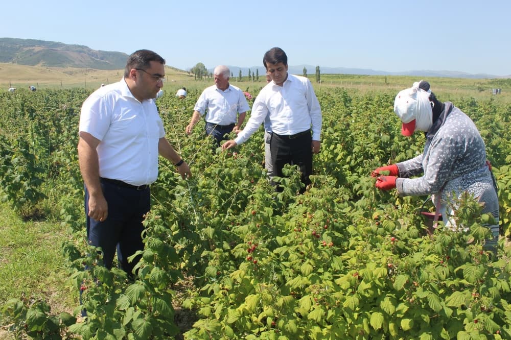 Göygöl rayonunda taxıl biçini uğurla başa çatıb