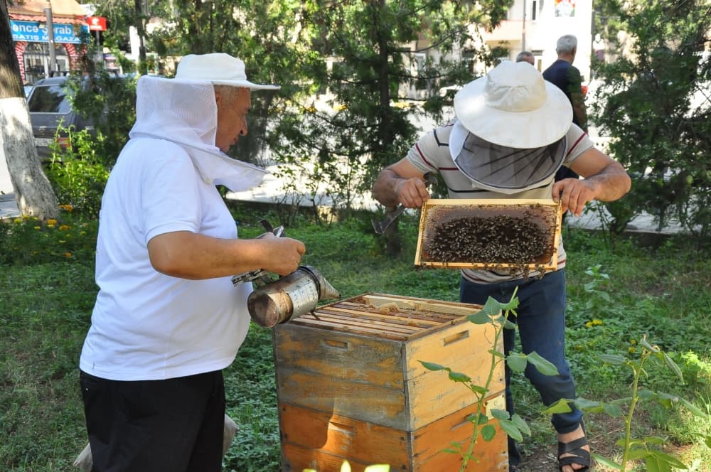 Zaqatalada arıları “Varroa” gənələrindən təmizləyən qurğunun təqdimatı olub