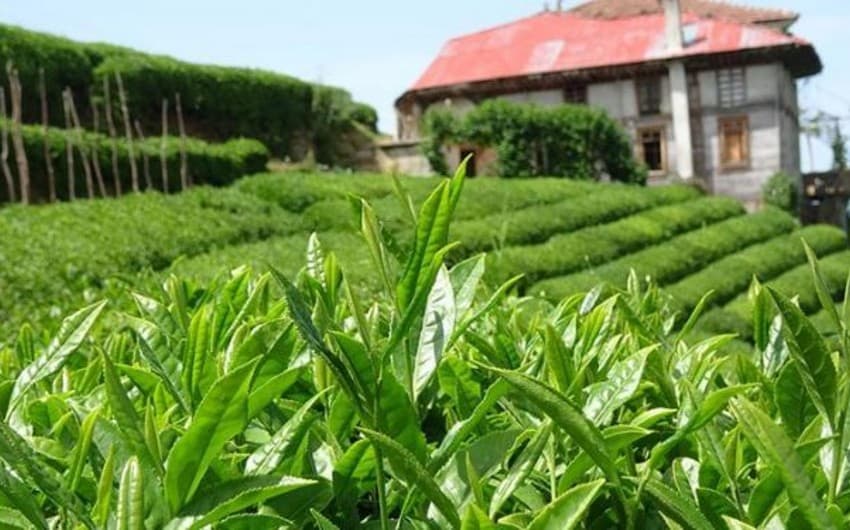 Azərbaycanın çay ixracı azalıb