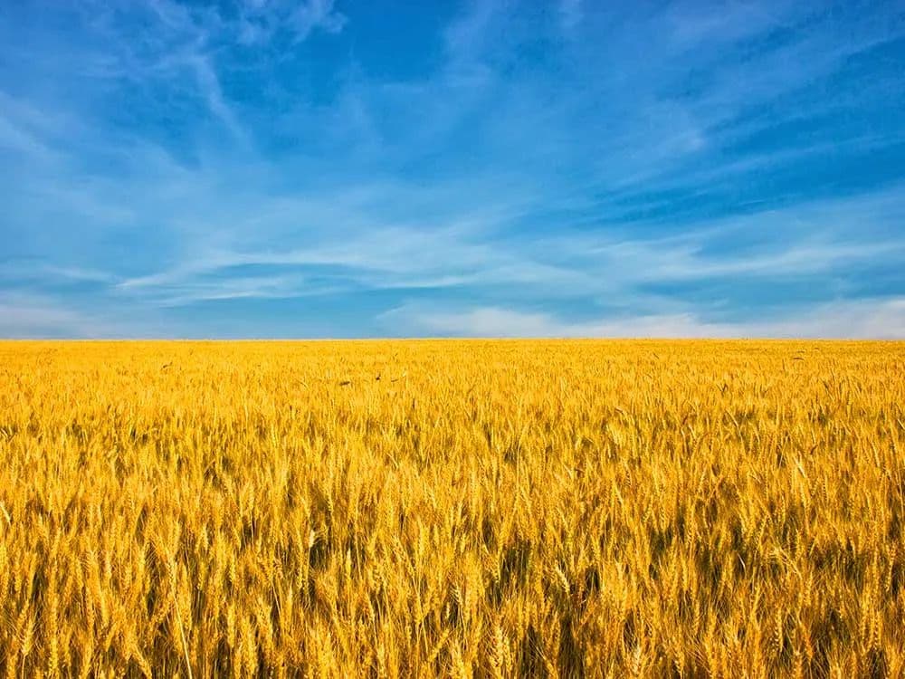 ABŞ Ukrayna taxılına yeni yol açır