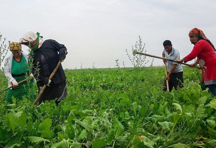 Azərbaycanda məşğul əhalinin sayı 2% azalıb