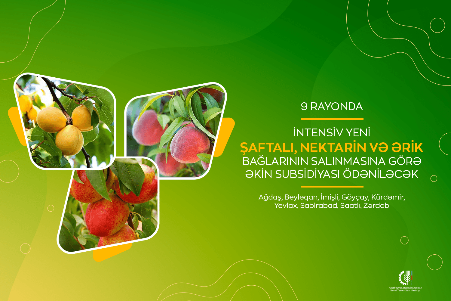 9 rayonda intensiv yeni şaftalı, nektarin və ərik bağlarının salınmasına görə əkin subsidiyası ödəniləcək