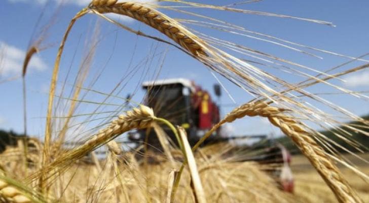 Rusiyanın bərk buğda ixracına qoyduğu qadağa Gürcüstan bazarına təsir etməyəcək - EKSPERT