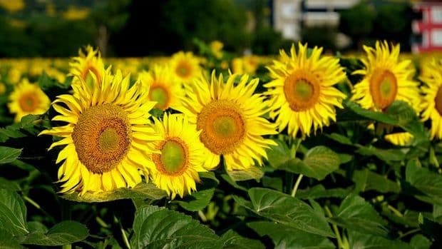 Günəbaxan istehsalının 22 milyon metrik tona çatacağı gözlənilir