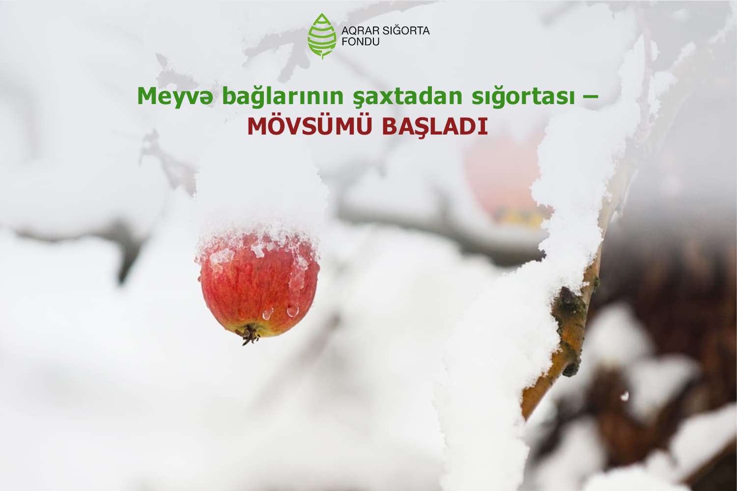 ASF-u fermerləri meyvə bağlarını şaxtavurmadan sığortalamağa çağırır