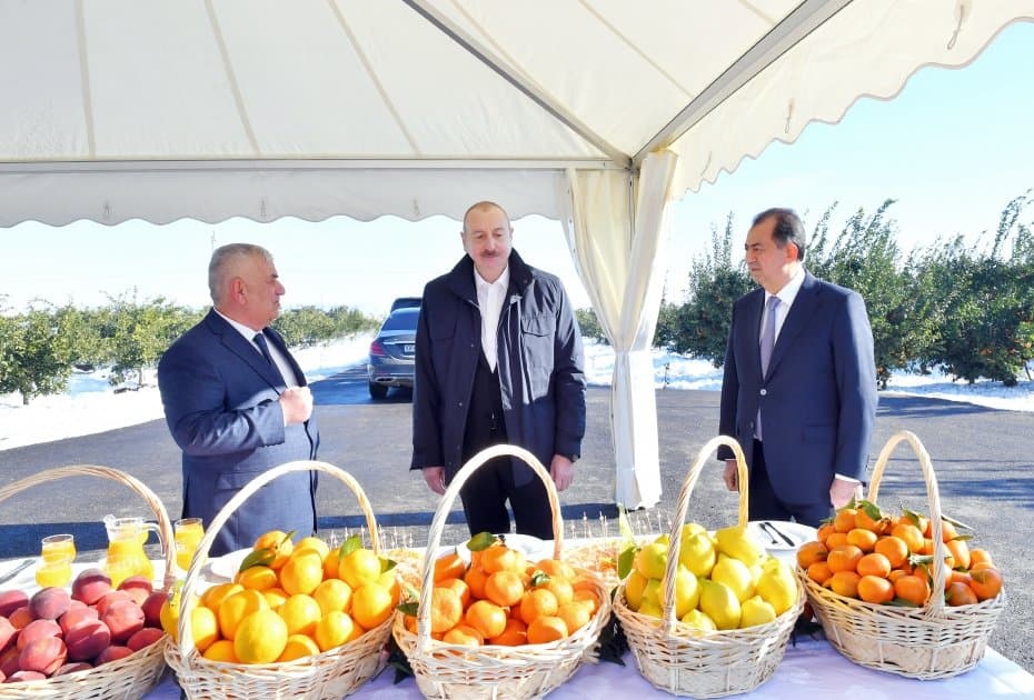 Prezident İlham Əliyev Lənkəran rayonunda “Lenk Frut” MMC-nin sitrus bağında yaradılan şəraitlə tanış olub