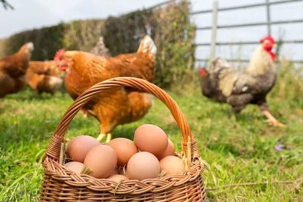 Azərbaycanda quş əti və yumurtaların istehsal həcmi artıb