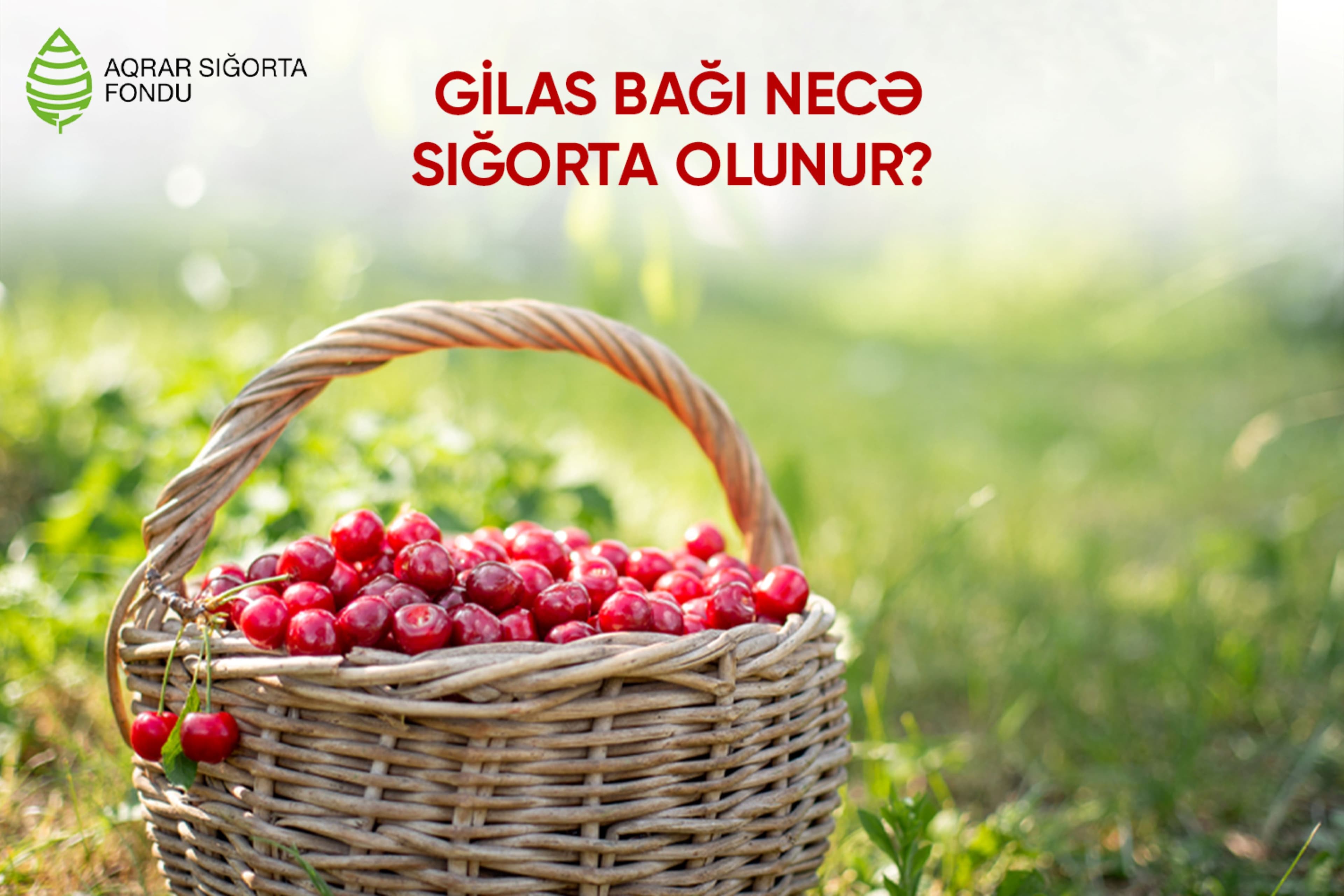 Son 3 ildə Azərbaycana 120 milyon dollar qazandırıb – GİLAS BAĞI NECƏ SIĞORTA OLUNUR?