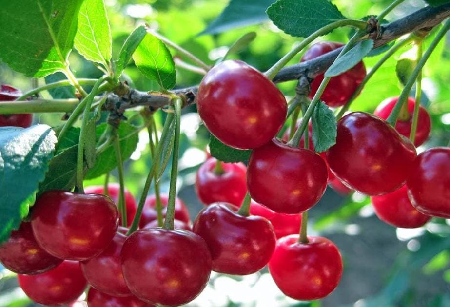 Gilas bağı necə sığorta olunur?