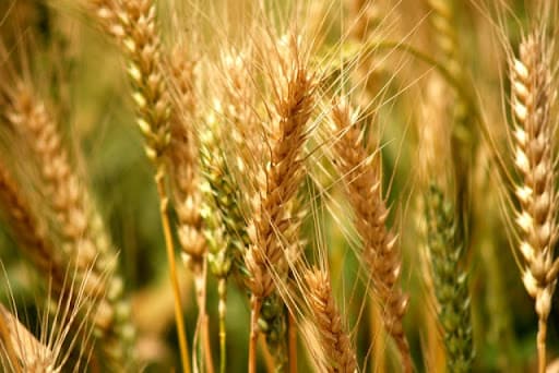 Dünya bazarlarında buğda kotirovkaları azalıb