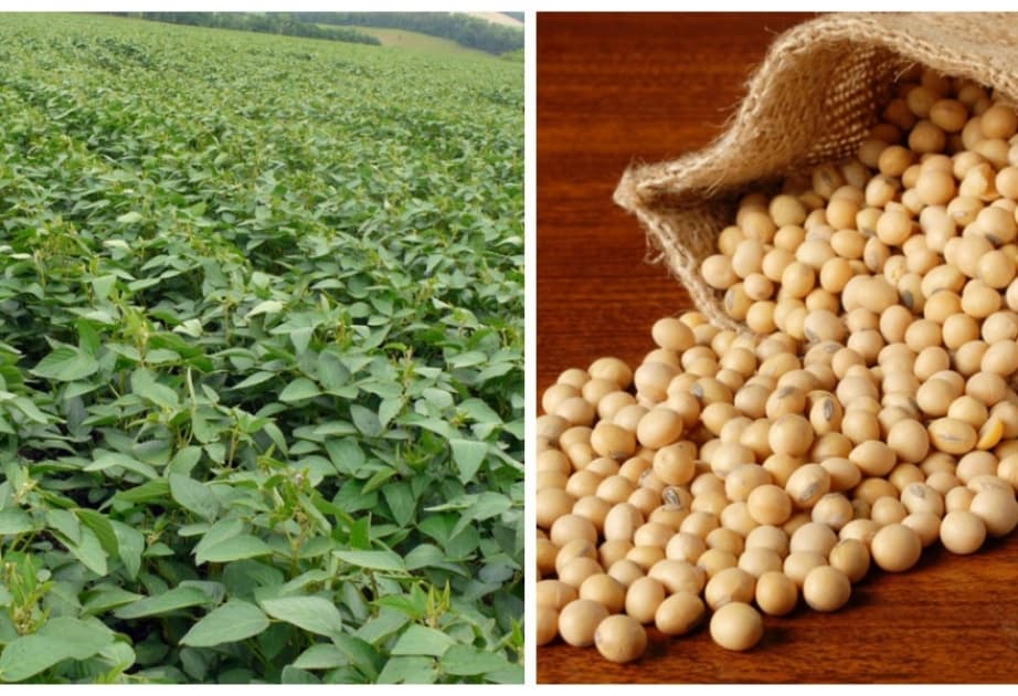 Soya qiymətləri minimuma yaxınlaşır