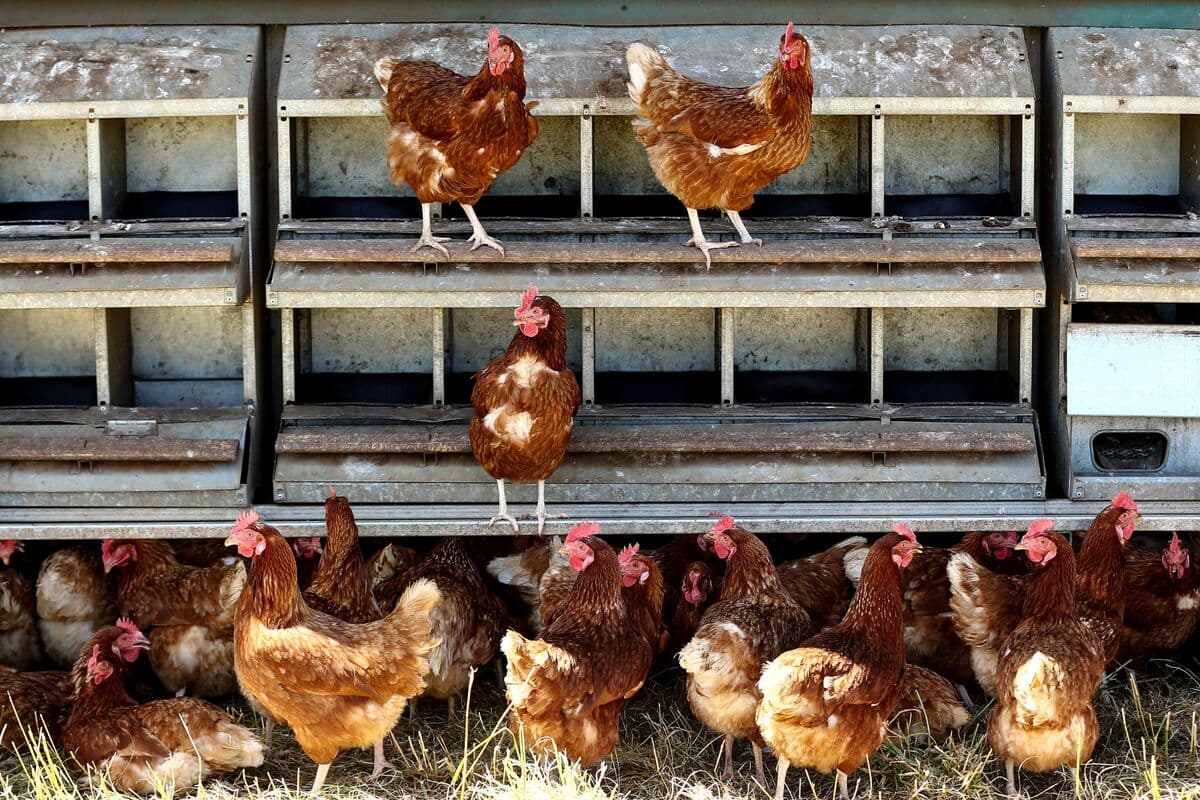 Filippin Quş qripi ilə əlaqədar Avstraliyadan quş idxalını qadağan etdi