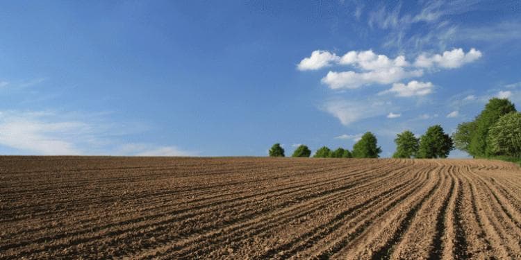Ölkə üzrə arpa sahələrinin 33 faizindən çoxunda biçin yekunlaşıb