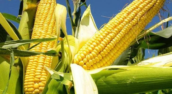 Azərbaycan qarğıdalı idxalını 23% artırıb