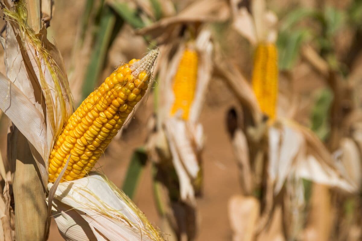 Agbiz xəbər verir ki, Cənubi Afrikanın qarğıdalı ixracı El Nino səbəbiylə 58% azala bilər