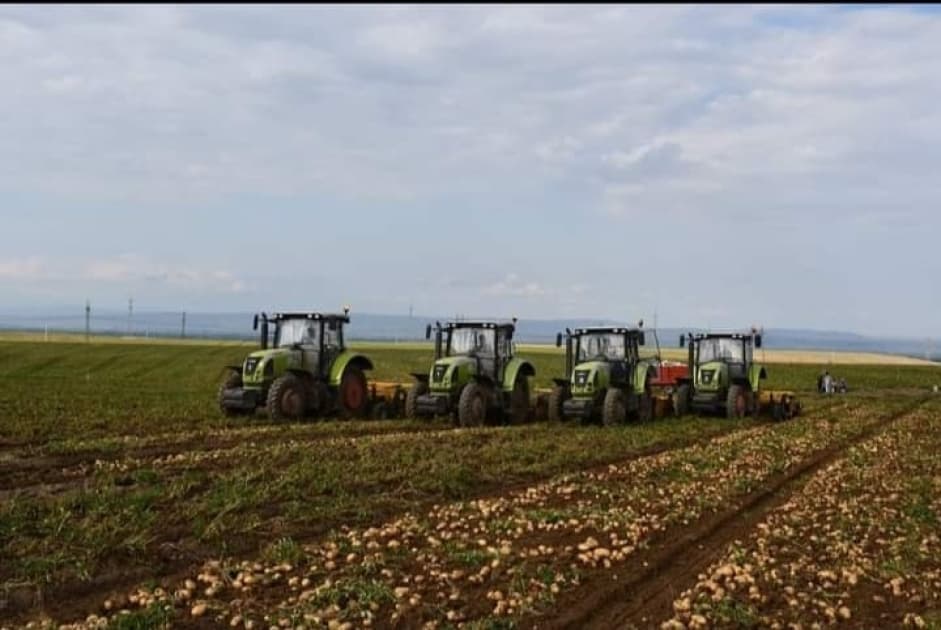 “Qazax Aqropark”ının kartof sahəsində məhsul yığımına başlanılıb