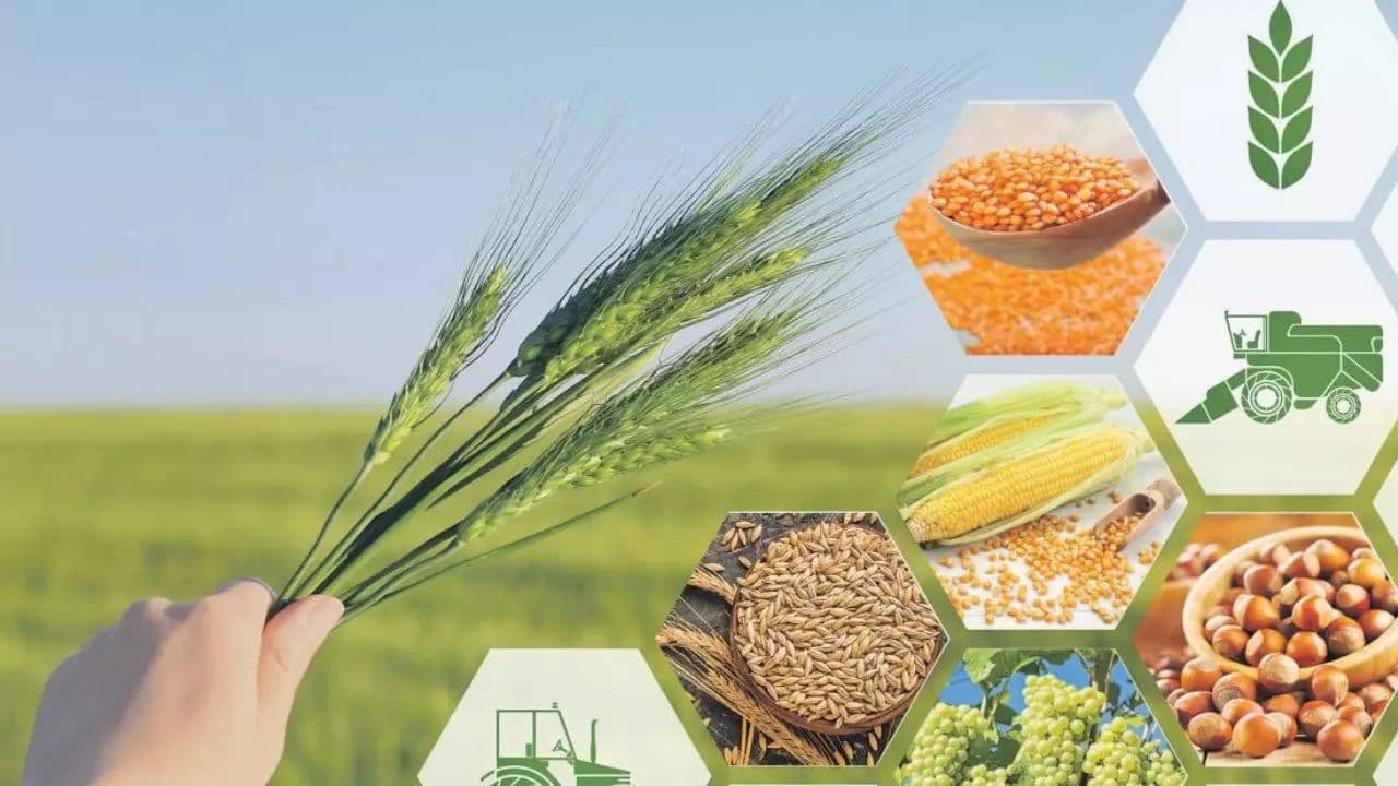 Azərbaycanda kənd təsərrüfatının istehsalı 1%-ə yaxın artıb