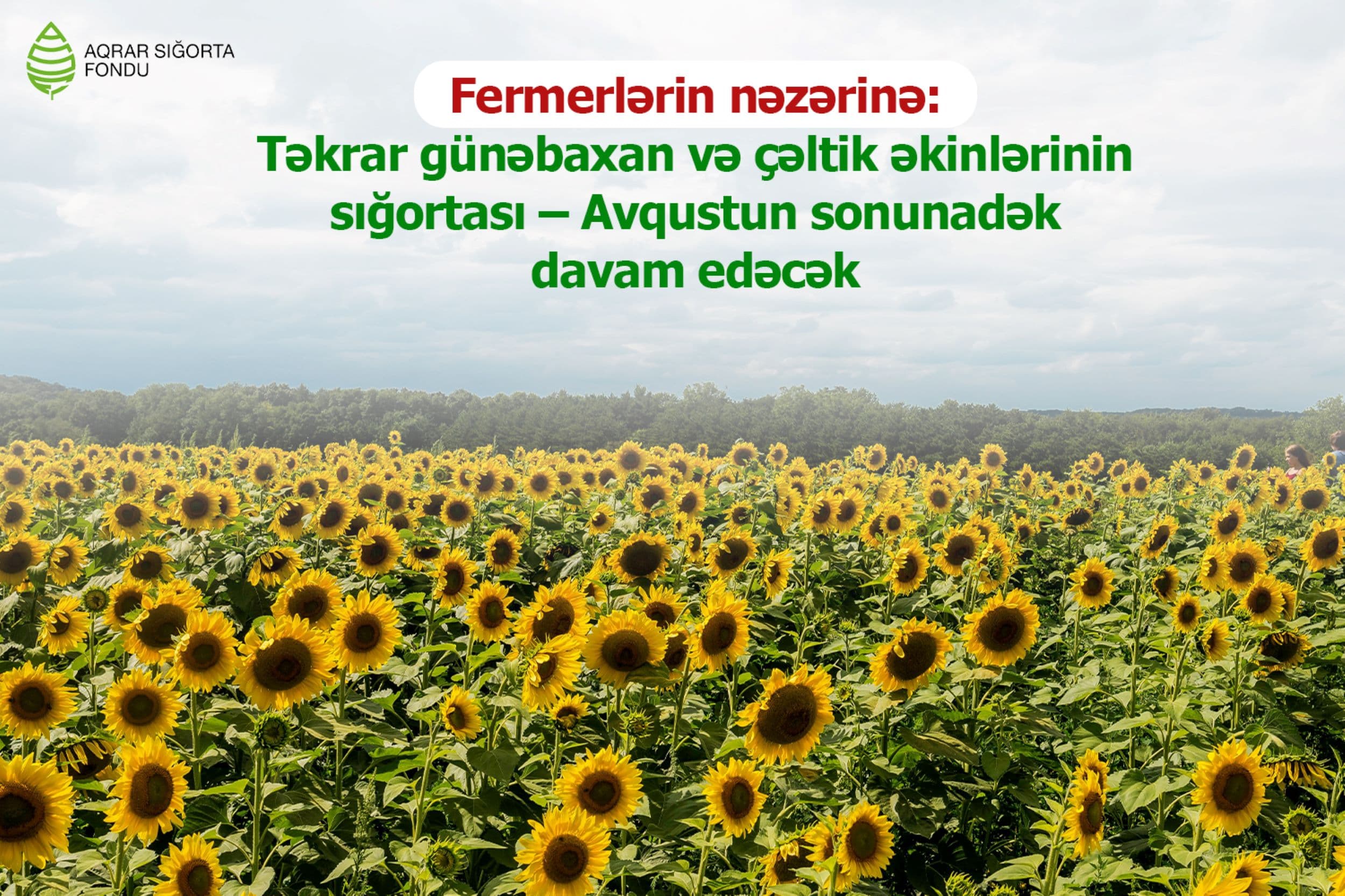 Fermerlərin nəzərinə: Təkrar günəbaxan və çəltik əkinlərinin sığortası – Avqustun sonunadək davam edəcək