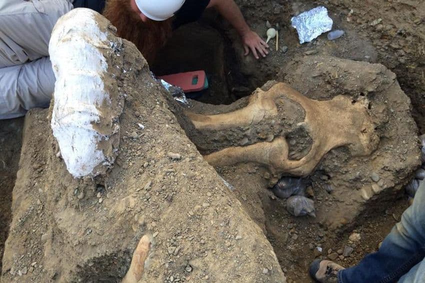ABŞ-da 13 min 600 il yaşı olan nəhəng mastodonun kəlləsi tapılıb