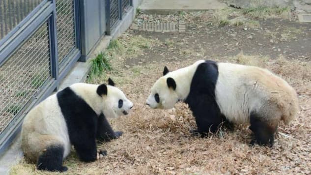 Yaponiya Çinə iki nəhəng panda göndərir