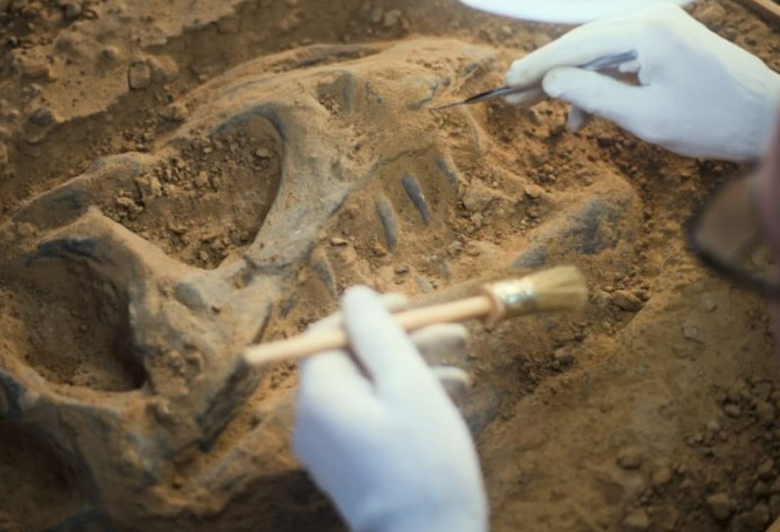 227 milyon il yaşı olan ən qədim dinozauromorflardan biri müəyyən edilib