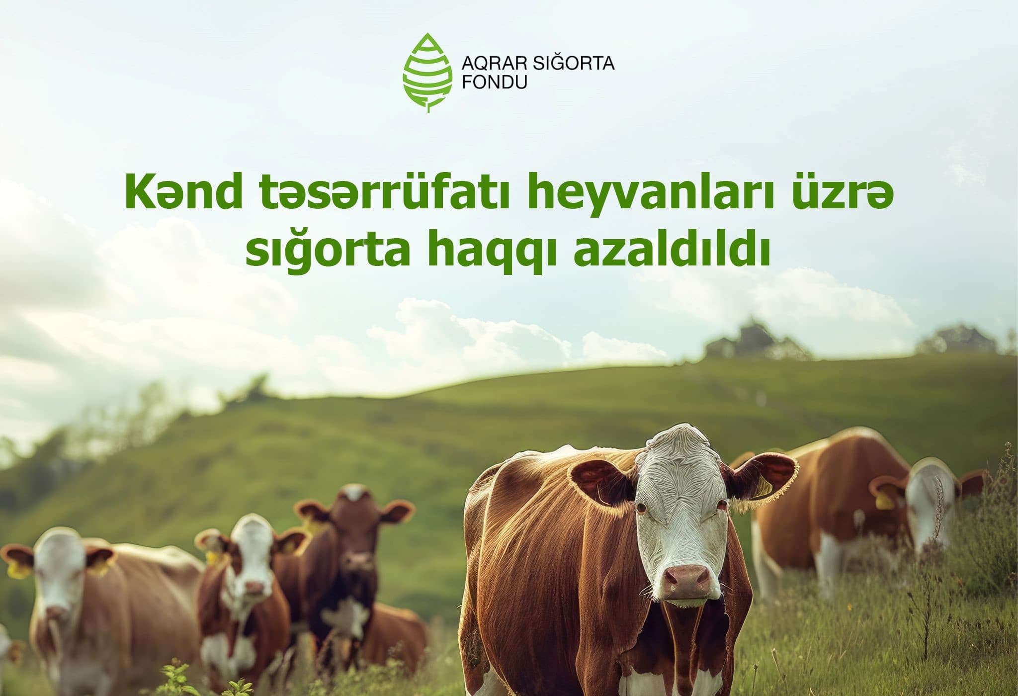 Kənd təsərrüfatı heyvanlarının sığortası üzrə -SIĞORTA TARİFLƏRİ AZALDILDI