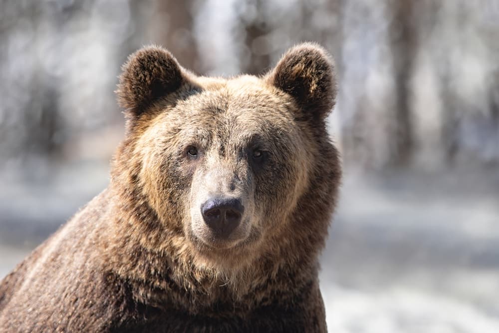 Amur bölgəsində uzunayaqlı ayı az qala Bigfoot ilə səhv salmışdı