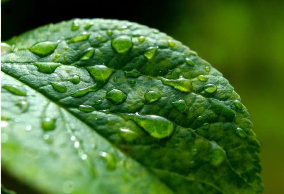 Yarpaqların yağış damcılarına davamlılığı enerji toplama potensialı haqqında fikirlər ortaya çıxarır