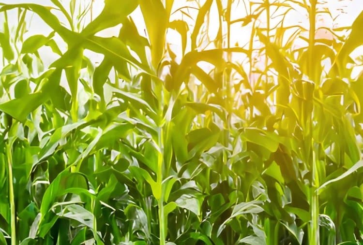 Meksika GMO qarğıdalının əkiləcəyini rədd edir