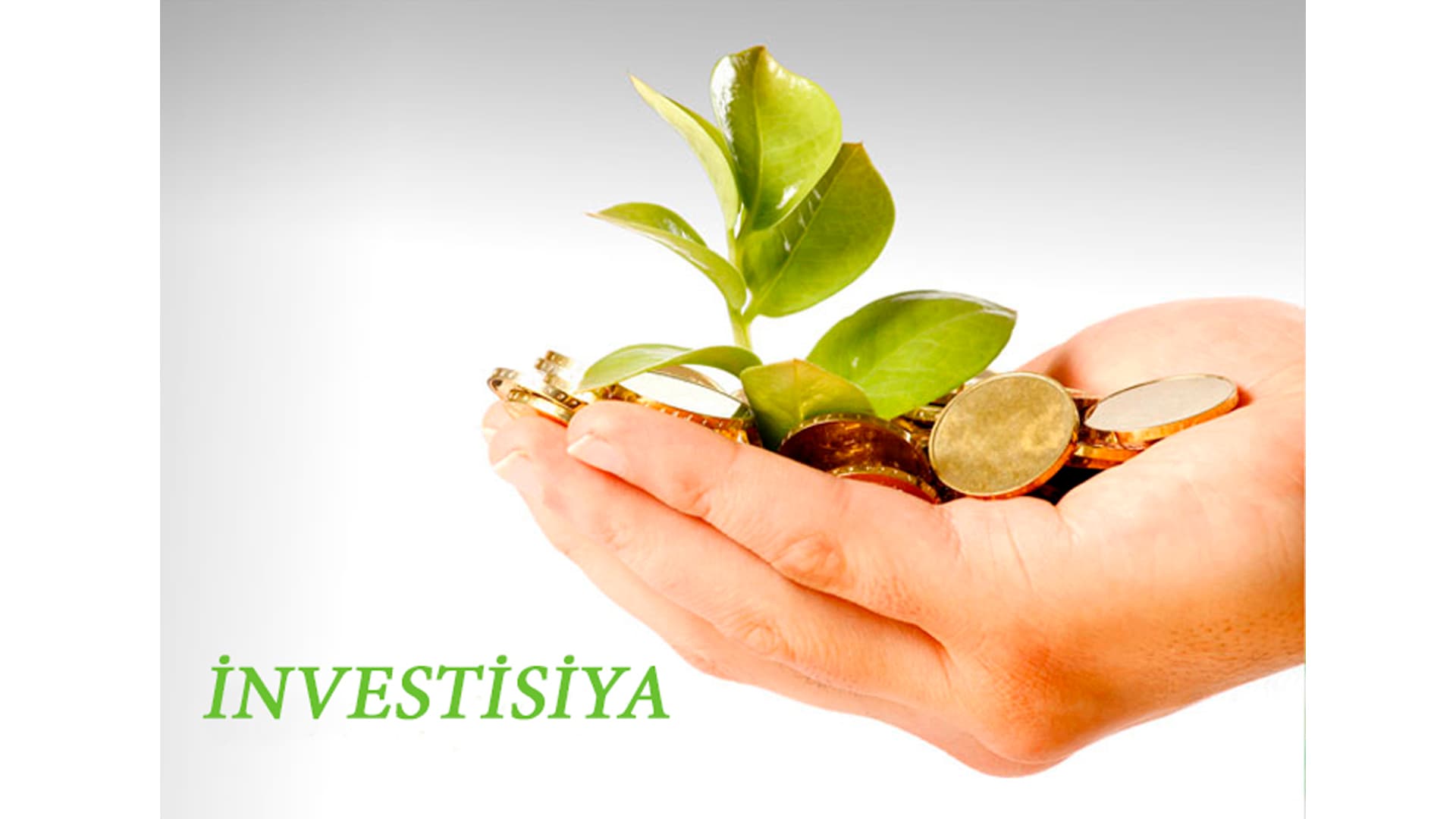 SOCAR Green və BP ilə birgə böyük "Yaşıl" enerji layihəsi