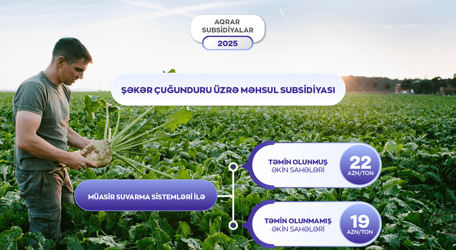 Şəkər çuğunduru üçün subsidiyalar artırılıb