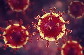 MERS virusunun oxşarı yarasalarla aşkarlanıb