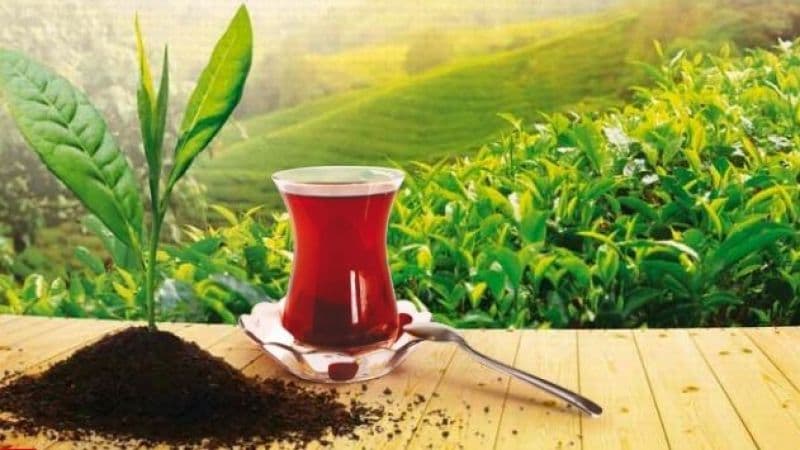 Azərbaycandan çay ixracı 48% artıb