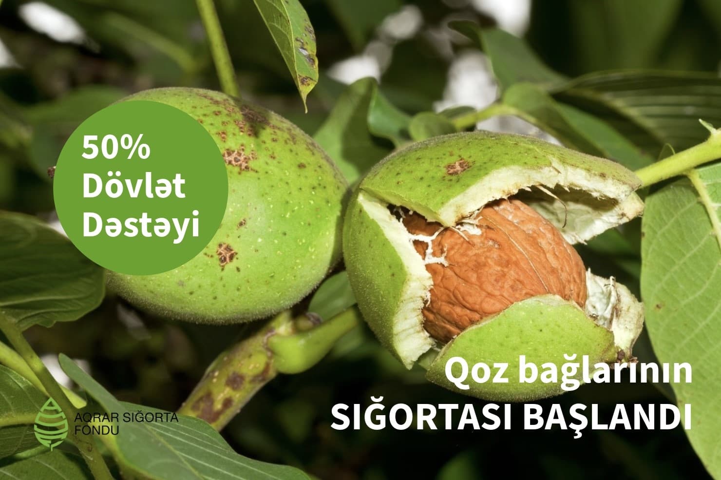 Azərbaycanda qoz bağlarının güzəştli şərtlərlə sığortası başlanır – ŞƏRTLƏR, QİYMƏTLƏR