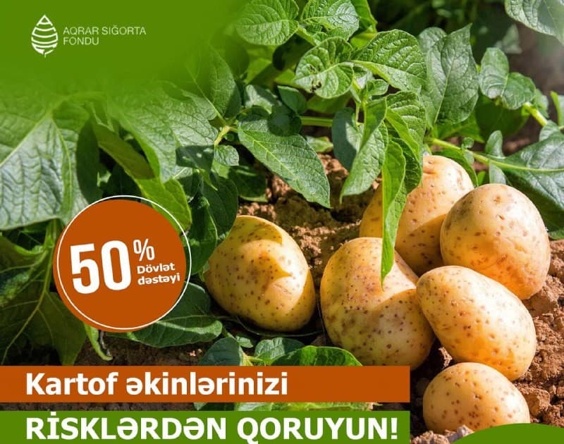 Kartof sahələrinə dəyən zərərə görə 11 milyon manat ödəniş edilib