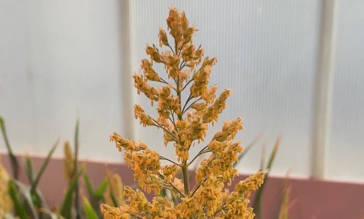 Gələcəyin qida məhsulu